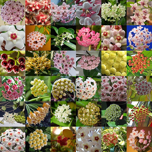 File:Behold the varied and glorious Hoya!.jpg