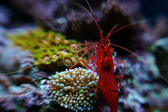 Peppermint Shrimp.jpg