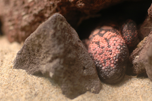 File:Gila in rocks.jpg