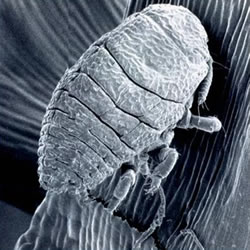 Hemlock Woolly Adelgid Feeding Sites.jpg