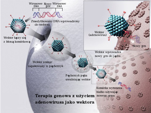 File:Gene therapy pl.jpg