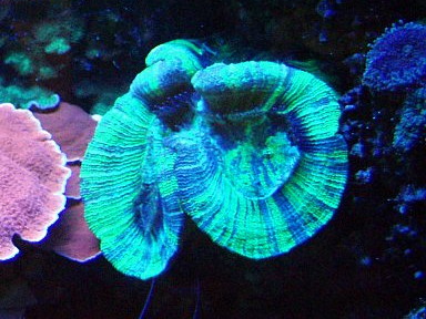 File:Scleractinia.jpg