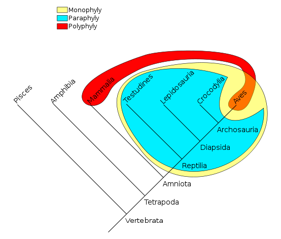 File:Phylogenetic-Groups.png