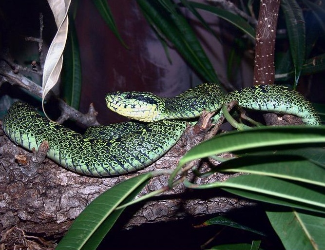 File:Bothriechis-nigroviridis.jpg
