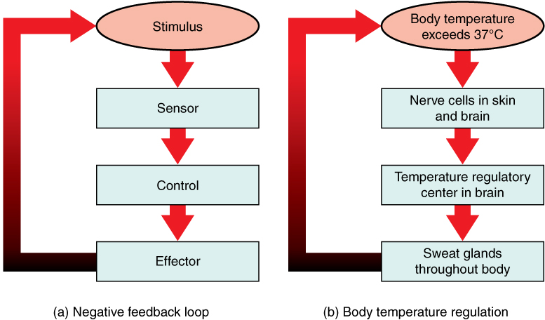 File:Negative Feedback Loops.jpg