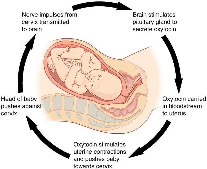 File:106 Pregnancy-Positive Feedback.jpg