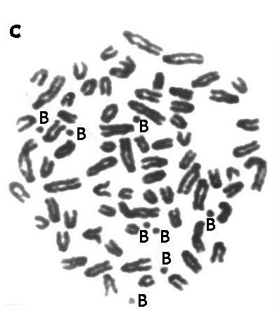 File:Metaphase spread of the Siberian Roe deer (Capreolus pygargus).jpg