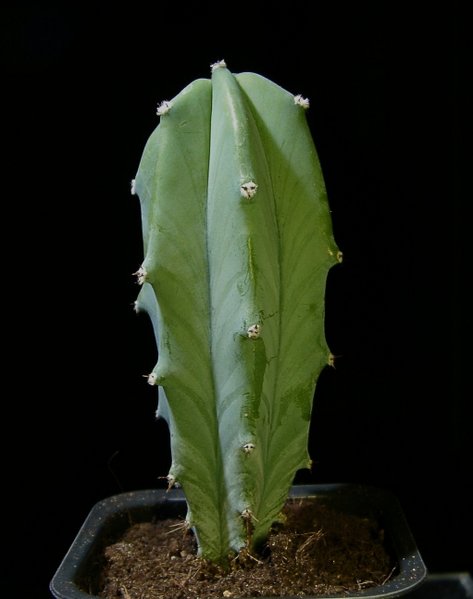 File:473px-Myrtillocactus geometrizans black.jpg