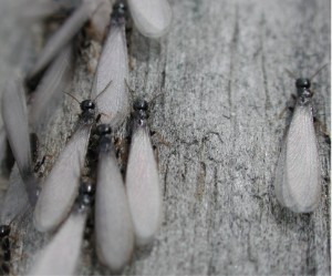 File:Termite.jpg