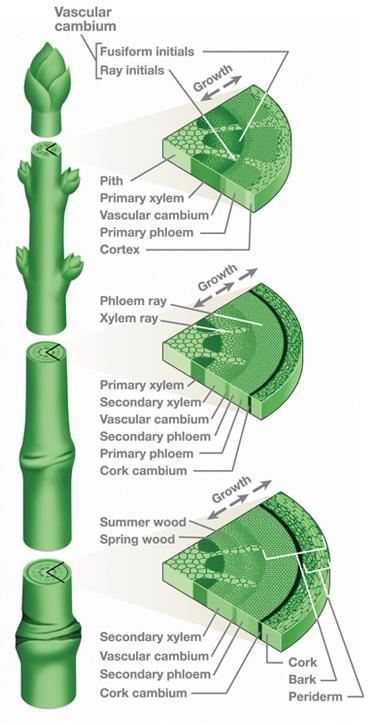 Stem-cross-section.jpg