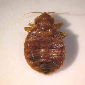 File:Adult Bedbug.jpg
