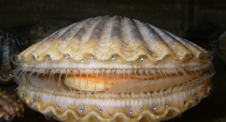 File:Scallop 7.jpg