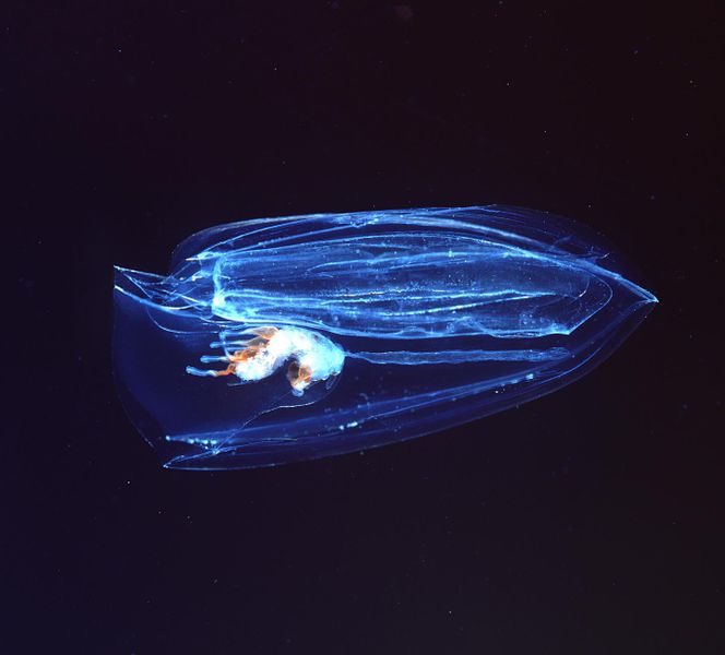 File:Siphonophore.jpg