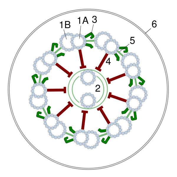 File:Axoneme cross-section.png