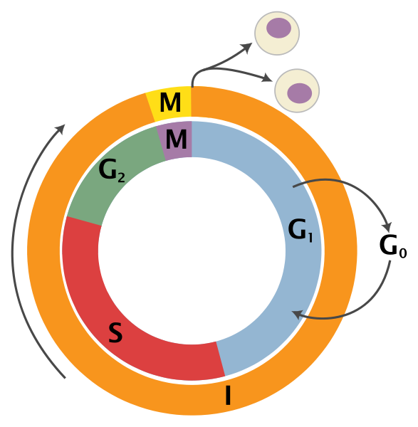 Ficheiro:Cell cycle2.png