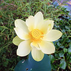 Yellow lotus.2.jpg