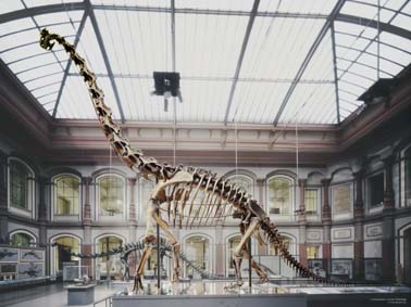 File:Brachiosaurus skeleton.jpg