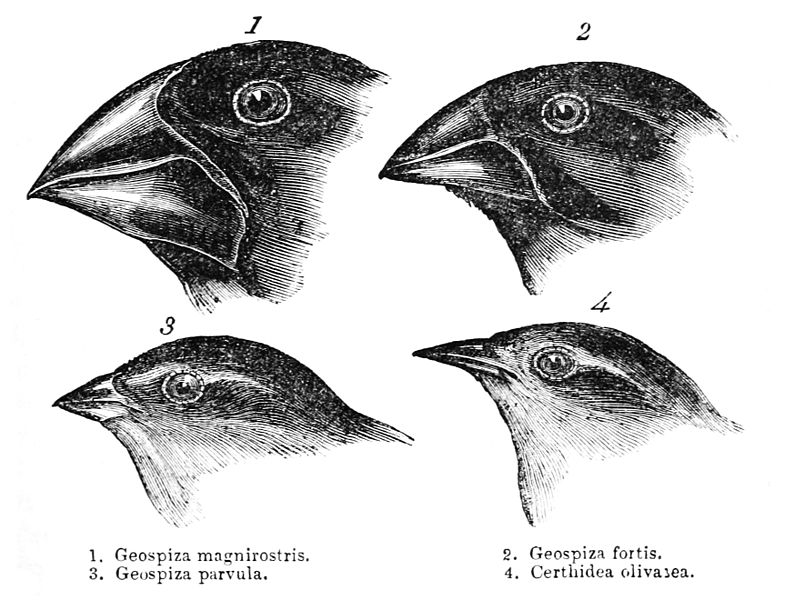 Ficheiro:Darwin's finches by Gould.jpg