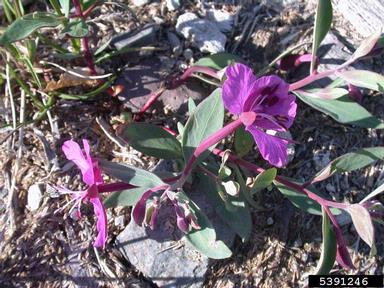 File:Dwarf fireweed.jpg