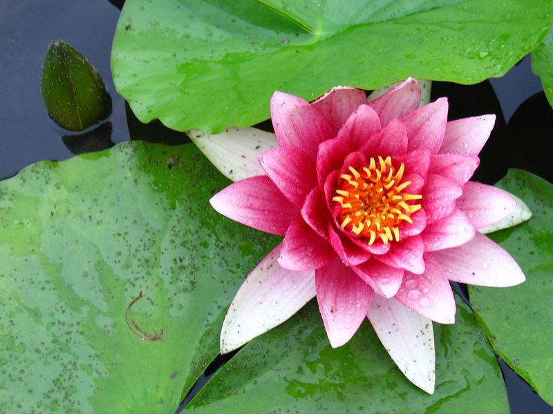 File:Water lily (Nymphaea).jpg