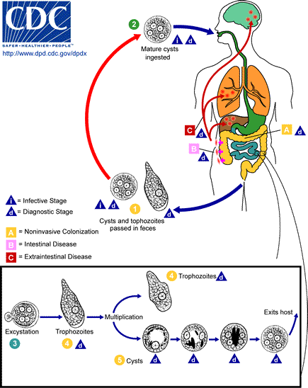 File:Amebiasis LifeCycle.png