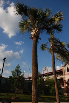 Talipot palm 1.jpg