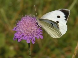 Pieris brassicae 1.jpg