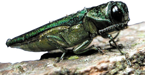 File:Emerald ash borer 3 - Flickr - USDAgov.jpg