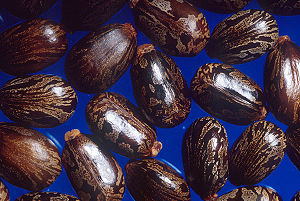 File:300px-Castor beans.jpg
