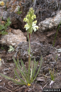 Parry's louse wort bi nome image.jpg