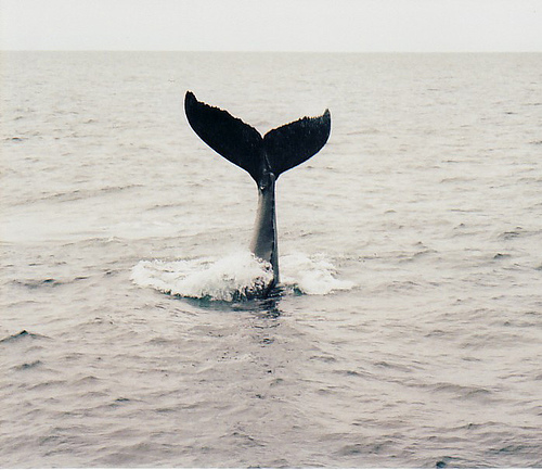 File:Humpback04.jpg