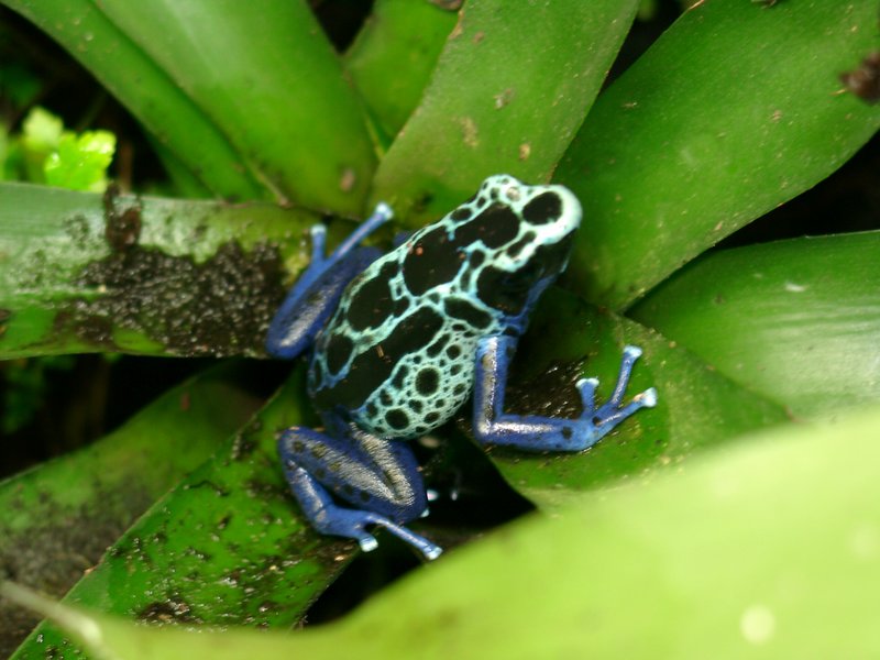 File:Tight lookin frog.jpg