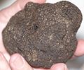 Black Truffle (Tuber melanosporum)