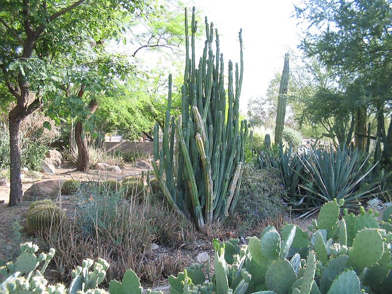 File:800px-Echinopsis-pachanoi-habit.jpg