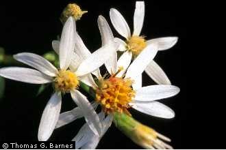 File:Aster01.jpg