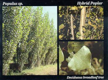 File:Hybrid Poplar.JPG