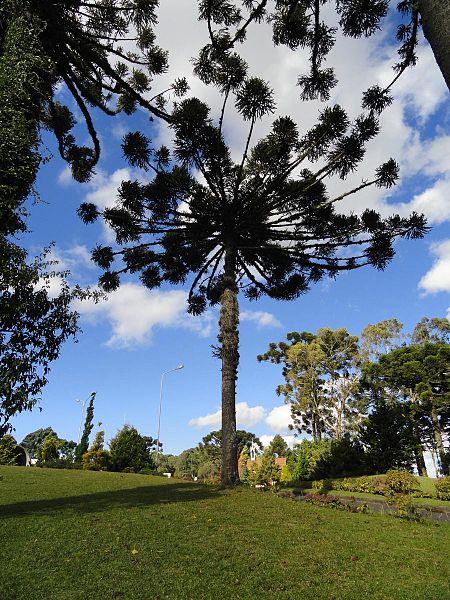 File:Araucaria-caxias-do-sul.jpg