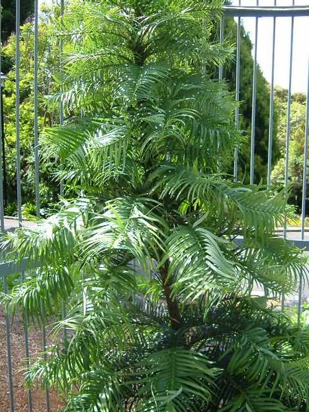 File:WollemiaNobilis.jpg