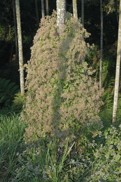 Mikania micrantha 01.jpg