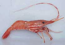 File:Spot shrimp.jpg