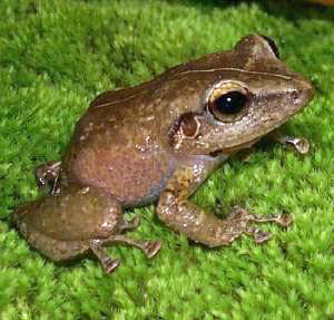 File:Common Coquí.jpg