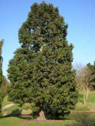 Giant redwood.jpg