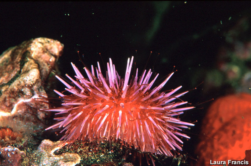 File:Strongylocentrotus purpuratus.jpg