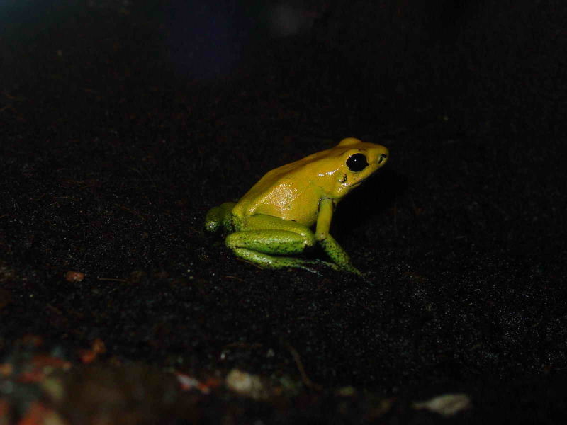 File:Yellow legged dart frog.jpg