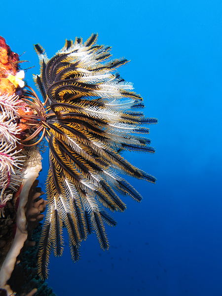 File:Crinoid on the reef of Batu Moncho Island.JPG