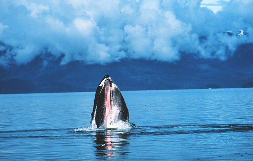 File:Humpback06.jpg