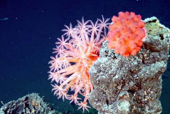 File:Soft coral.jpg