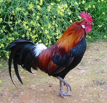 File:Rjf rooster3.jpg