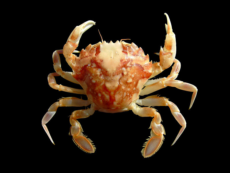 File:Liocarcinus marmoreus.jpg