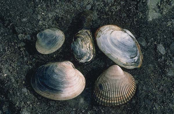 File:Kodiak island clams.jpg